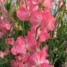 50 Seeds Mammoth Cream Pink Sweet Pea Seeds For Garden Easy to Grow
