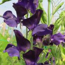 50 Seeds Mammoth Navy Sweet Pea Seeds For Garden Planting Easy to Grow