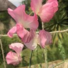 50 Seeds Mammoth Salmon Cream Pink Sweet Pea Seeds For Garden Easy to Grow