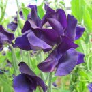 50 Seeds Marseilles Sweet Pea Seeds For Garden Planting Easy to Grow