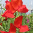 50 Seeds Monaco Sweet Pea Seeds For Garden Planting Easy to Grow