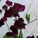 50 Seeds Montpellier Sweet Pea Seeds For Garden Planting Easy to Grow