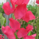 50 Seeds Nozakcerise Sweet Pea Seeds For Garden Planting Easy to Grow