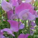50 Seeds Oyama Bicolour Sweet Pea Seeds For Garden Planting Easy to Grow