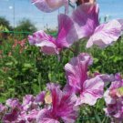50 Seeds Pandemonium Sweet Pea Seeds For Garden Planting Easy to Grow