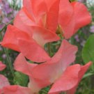50 Seeds Pattsweet Pea Seeds For Garden Planting Easy to Grow