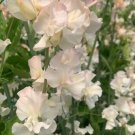 50 Seeds Piggy Sue Sweet Pea Seeds For Garden Planting Easy to Grow
