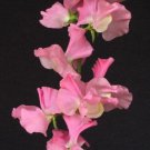 50 Seeds Pink Nines Sweet Pea Seeds For Garden Planting Easy to Grow