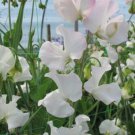 50 Seeds Polar Star Sweet Pea Seeds For Garden Planting Easy to Grow