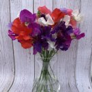 50 Seeds Riviera Mixture Sweet Pea Seeds For Garden Planting Easy to Grow