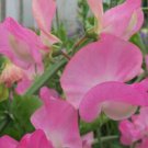 50 Seeds Royal Pink Sweet Pea Seeds For Garden Planting Easy to Grow