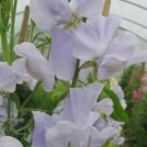 50 Seeds Solstice Light Blue Sweet Pea Seeds For Garden Easy to Grow