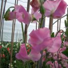 50 Seeds Solstice Light Pink Sweet Pea Seeds For Garden Easy to Grow