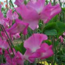50 Seeds Solstice Rose Sweet Pea Seeds For Garden Planting Easy to Grow