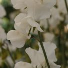 50 Seeds Solstice White Sweet Pea Seeds For Garden Planting Easy to Grow