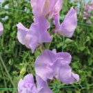 50 Seeds Sunshine Lavender Sweet Pea Seeds For Garden Planting Easy to Grow
