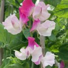 50 Seeds Sunshine Pink Bicolour Sweet Pea Seeds For Garden Easy to Grow