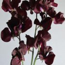 50 Seeds Topsy Sweet Pea Seeds For Garden Planting Easy to Grow