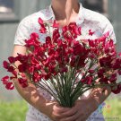 50 Seeds Elegance Deep Red Sweet Pea Seeds For Garden Planting Easy to Grow