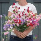 50 Seeds Elegance Formula Mix Sweet Pea Seeds For Garden Easy to Grow