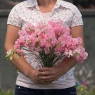 50 Seeds Elegance Pink Diana Sweet Pea Seeds For Garden Easy to Grow