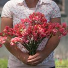50 Seeds Elegance Salmon Rose Sweet Pea Seeds For Garden Easy to Grow