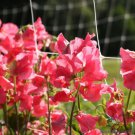 50 Seeds Elegance Watermelon Sweet Pea Seeds For Garden Easy to Grow