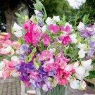 50 Seeds Everlasting Mix Sweet Pea Seeds For Garden Planting Easy to Grow
