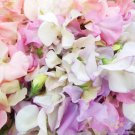 50 Seeds Heir­Loom Pastel Mix Sweet Pea Seeds For Garden Easy to Grow