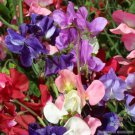 50 Seeds Incense Mix Sweet Pea Seeds For Garden Planting Easy to Grow