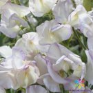 50 Seeds Kings High Scent Sweet Pea Seeds For Garden Planting Easy to Grow