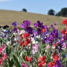 50 Seeds Kneehigh Mix Sweet Pea Seeds For Garden Planting Easy to Grow