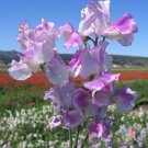50 Seeds Lilac Ripple Sweet Pea Seeds For Garden Planting Easy to Grow