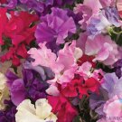 50 Seeds Mam­Moth Mix Sweet Pea Seeds For Garden Planting Easy to Grow