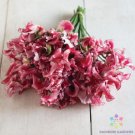 50 Seeds Mars Sweet Pea Seeds For Garden Planting Easy to Grow
