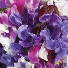 50 Seeds Melody Mix Sweet Pea Seeds For Garden Planting Easy to Grow