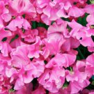 50 Seeds Milly Sweet Pea Seeds For Garden Planting Easy to Grow