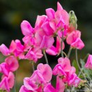 50 Seeds Miss Will­Mott Sweet Pea Seeds For Garden Planting Easy to Grow