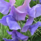 50 Seeds Adorabel Sweet Pea Seeds For Garden Planting Easy to Grow