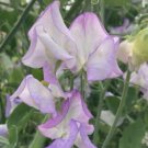50 Seeds Butterfly Sweet Pea Seeds For Garden Planting Easy to Grow