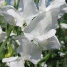 50 Seeds Ccc Sweet Pea Seeds For Garden Planting Easy to Grow