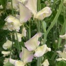 50 Seeds Cream Eggs Sweet Pea Seeds For Garden Planting Easy to Grow