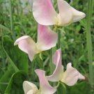 50 Seeds Crown Princess Victoria Sweet Pea Seeds For Garden Easy to Grow