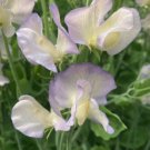 50 Seeds Dragonfly Sweet Pea Seeds For Garden Planting Easy to Grow
