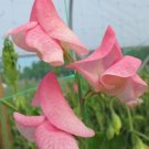 50 Seeds Emily Sweet Pea Seeds For Garden Planting Easy to Grow