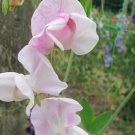50 Seeds Enigma Sweet Pea Seeds For Garden Planting Easy to Grow