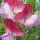 50 Seeds Fire And Ice Sweet Pea Seeds For Garden Planting Easy to Grow