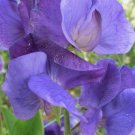 50 Seeds Heathcliff Sweet Pea Seeds For Garden Planting Easy to Grow