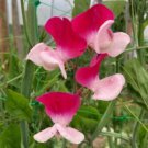 50 Seeds Little Red Riding Hood Sweet Pea Seeds For Garden Easy to Grow