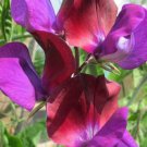 50 Seeds Matucana Sweet Pea Seeds For Garden Planting Easy to Grow